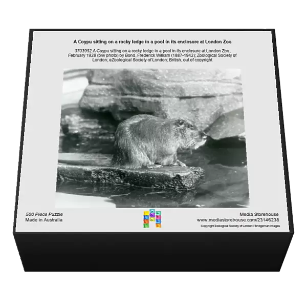 A Coypu sitting on a rocky ledge in a pool in its enclosure at London Zoo