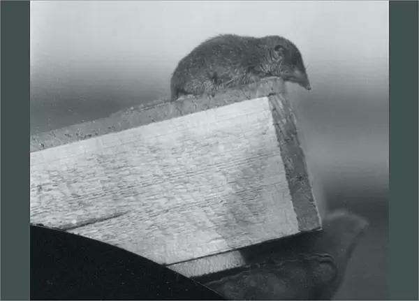 A White-toothed Shrew looking down over the edge of a wooden box