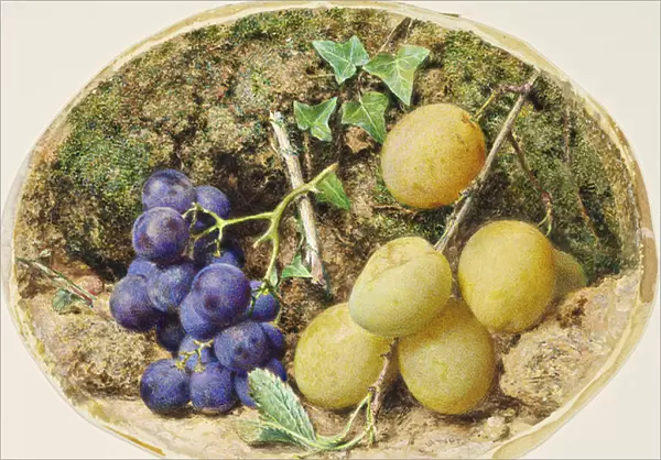 Golden Drop Plums and Black Grapes, c. 1860 (w  /  c on paper)