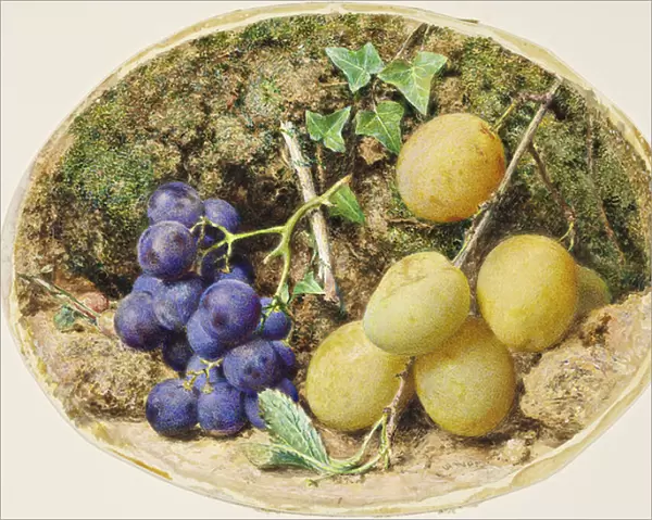 Golden Drop Plums and Black Grapes, c. 1860 (w  /  c on paper)