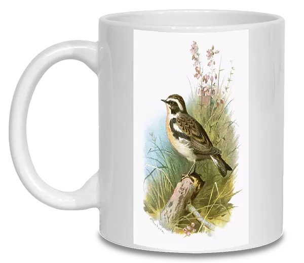 Whinchat. LLM339577 Whinchat by English School, 