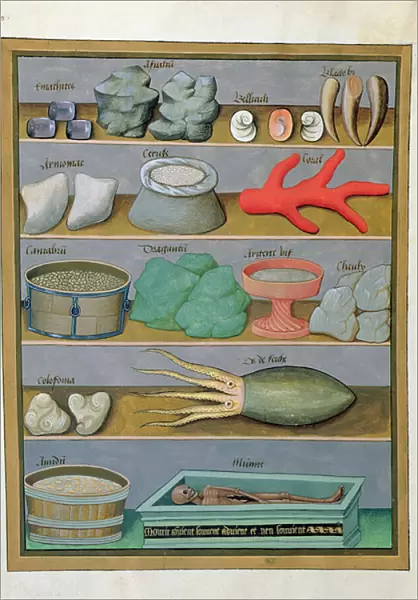 Ms Fr. Fv VI #1 fol. 166v Illustration from the Book of Simple Medicines