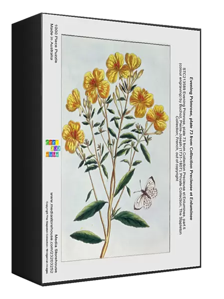 Evening Primrose, plate 73 from Collection Precieuse et Enluminee