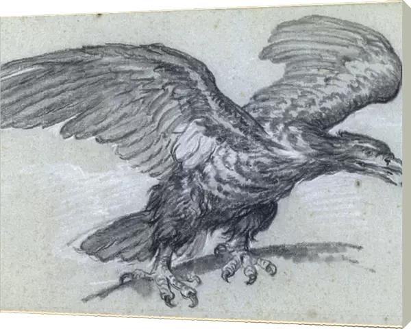 An Eagle, 1811 (pencil on paper)