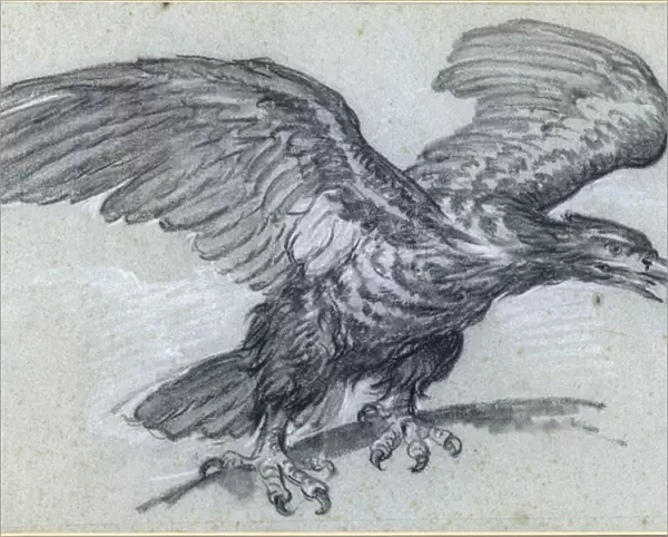 An Eagle, 1811 (pencil on paper)