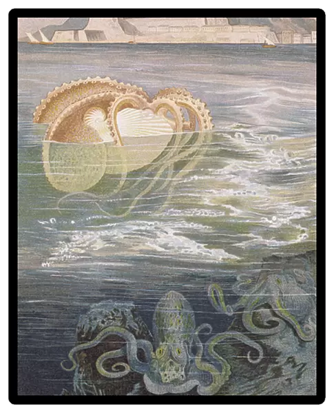 Paper Nautilus, plate from 'Brehms Tierleben: Allgemeine Kunde des Tierreichs'