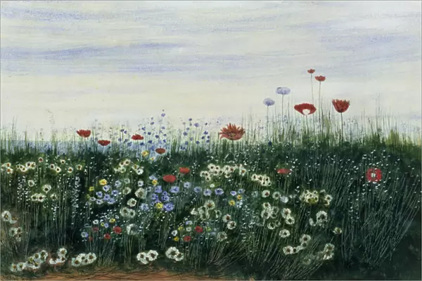 Poppies, Daisies and other Flowers by the Sea (w  /  c and gouache) (pair of 85963)
