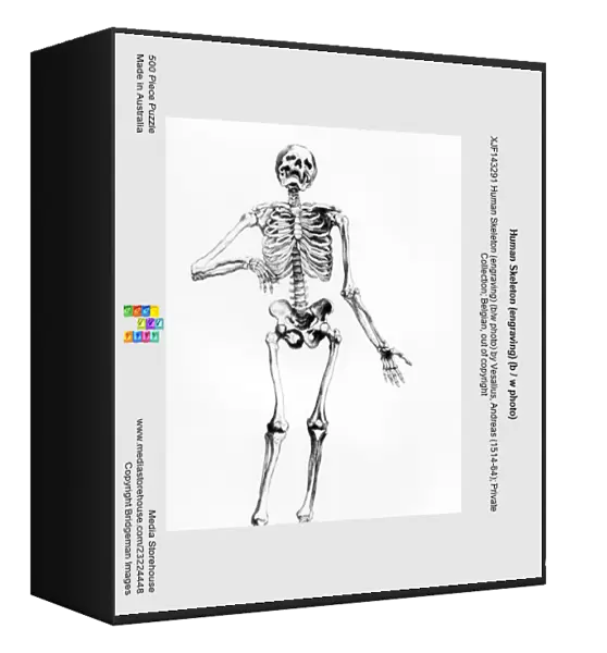 Human Skeleton (engraving) (b  /  w photo)