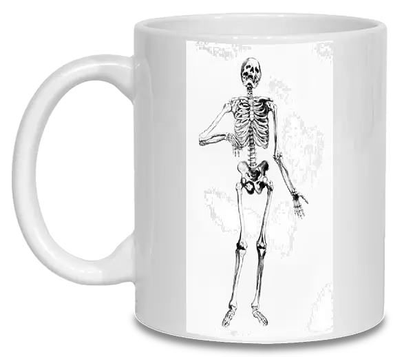 Human Skeleton (engraving) (b  /  w photo)