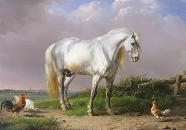 Grey Stallion (oil on panel)