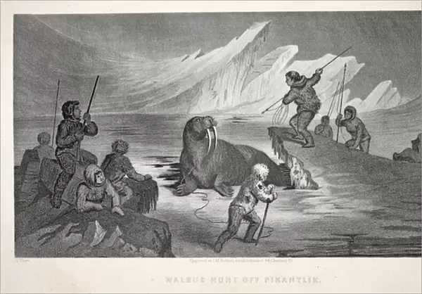 Walrus Hunt off Pikantlik, illustration from The second Grinnell Expedition in