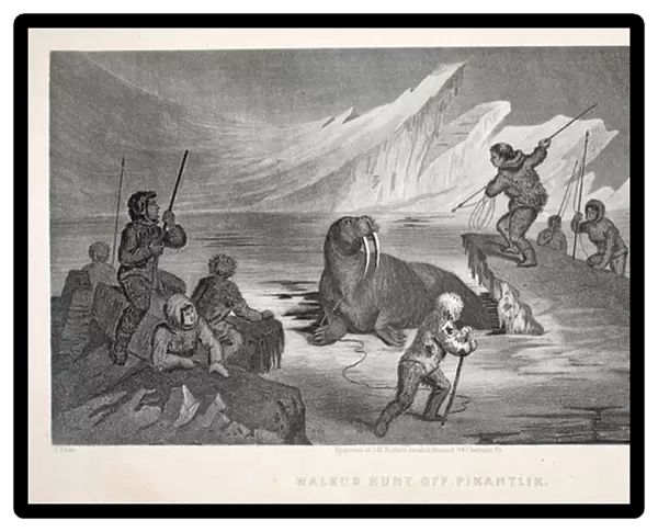 Walrus Hunt off Pikantlik, illustration from The second Grinnell Expedition in