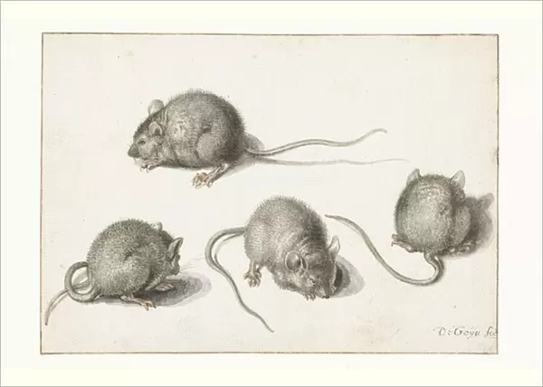 Four studies of a diseased mouse (w  /  c on paper)