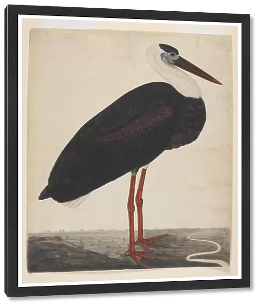 Black Stork in a Landscape, c. 1780 (opaque w  /  c on European paper)