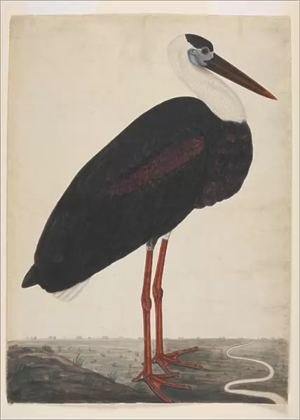 Black Stork in a Landscape, c. 1780 (opaque w  /  c on European paper)