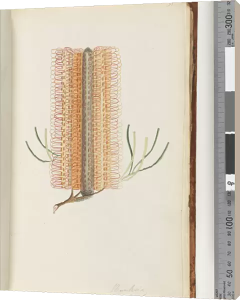 Page 31. Banksia spinulosa  /  Hairpin Banksia (w  /  c)
