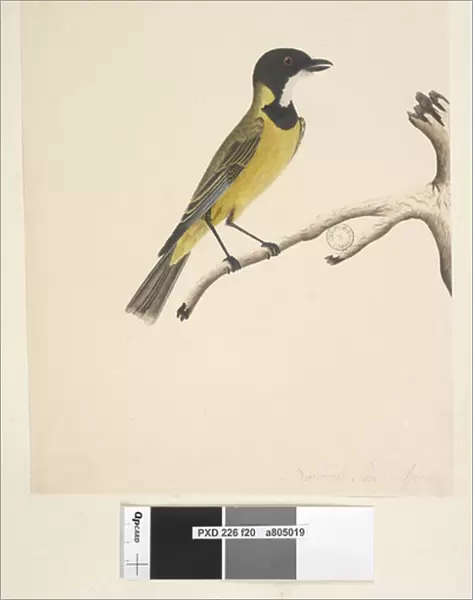Page 20. Natural size. April Golden Whistler Pachycephala pectoralis, male, 1791-92 (w  /  c)
