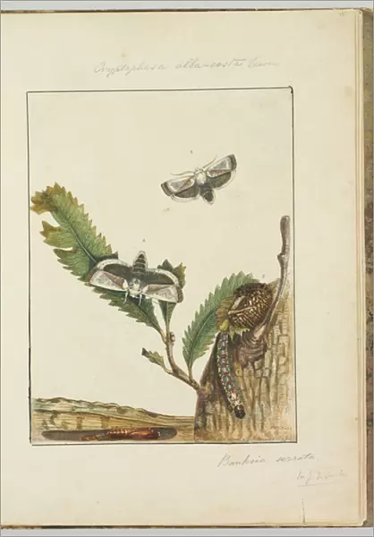 Page 15. Plate 4 Cryptophasa alba, costa Lewin, 1803-04 (hand-coloured etching)