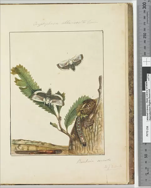 Page 15. Plate 4 Cryptophasa alba, costa Lewin, 1803-04 (hand-coloured etching)
