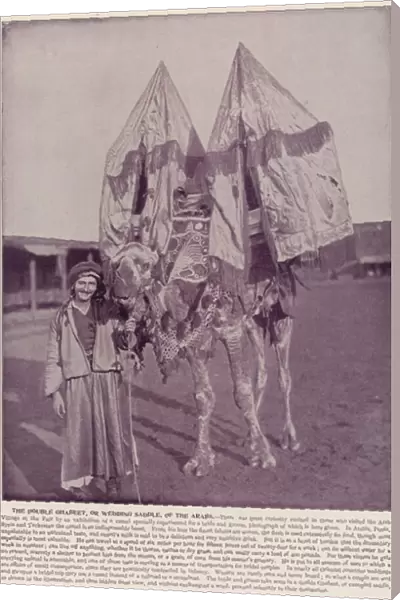 Chicago Worlds Fair, 1893: The Double Ghabeet, or Wedding Saddle, of the Arabs (b  /  w photo)