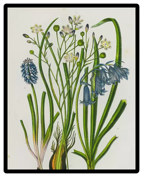Flowering Plants of Great Britain: Variegated Simethis, Wild Hyacinth or Blue-Bell, Starch Grape Hyacinth (colour litho)