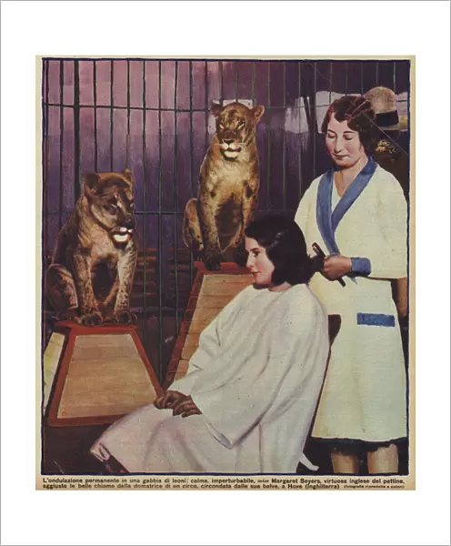 English hairdresser Margaret Seyers calmly doing the hair of a circus lion tamer, watched by her animals, Hove, Sussex (photo)