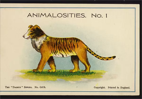 Animalosities No 1: Collie, Tiger, Lion, Leopard (colour litho)