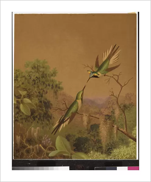 Brazlilian hummingbirds IV (colour litho)