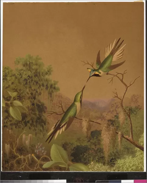 Brazlilian hummingbirds IV (colour litho)