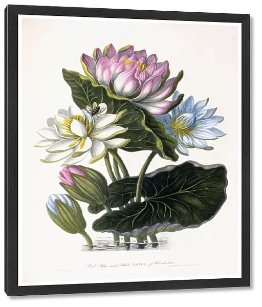 Red, Blue, and White Lotus, of Hindostan, 1781 (hand-coloured engraving)