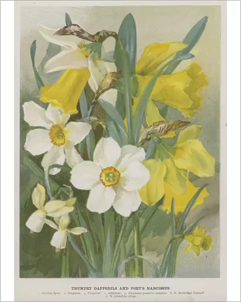 Trumpet Daffodils and Poets Narcissus (chromolitho)