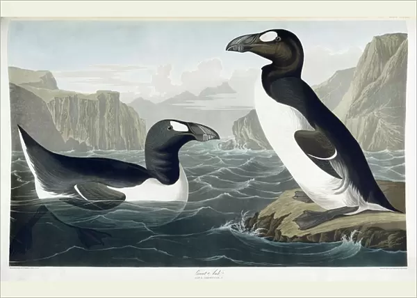 Great Auk, 1836 (hand-coloured etching with aquatint engraving)