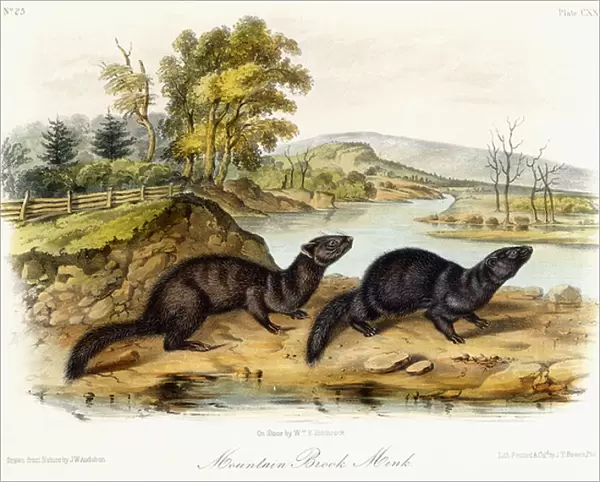 Mountain Brook Mink, c. 1849-1854 (hand-finished colour lithograph)