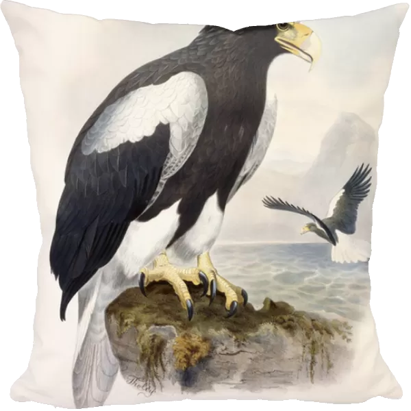 Haliaetus Pelagicus (Stellers Sea Eagle), 1866-1869 (hand-coloured lithograph)