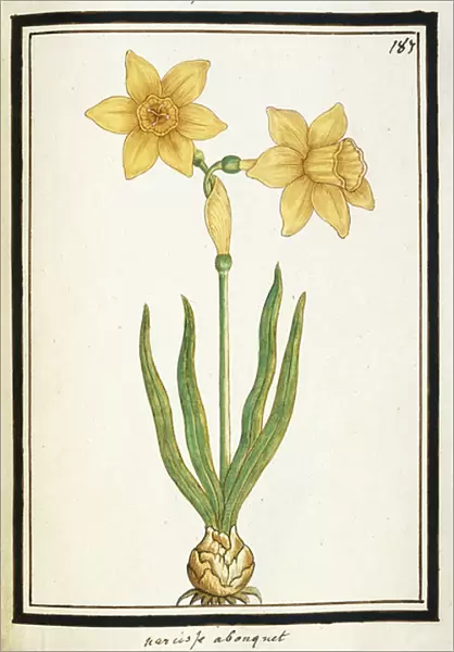 Bouquet Narcissus, c. 1700 (watercolour drawing, framed in black)