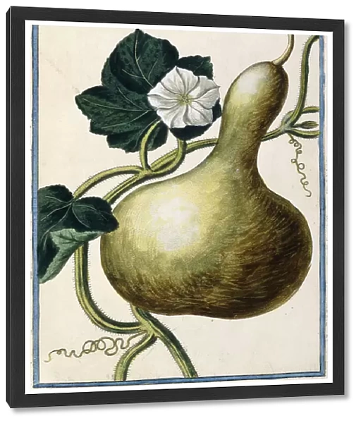 Gourd, 1772-1784 (hand-coloured engraving)
