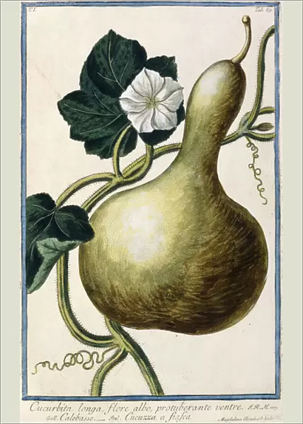 Gourd, 1772-1784 (hand-coloured engraving)