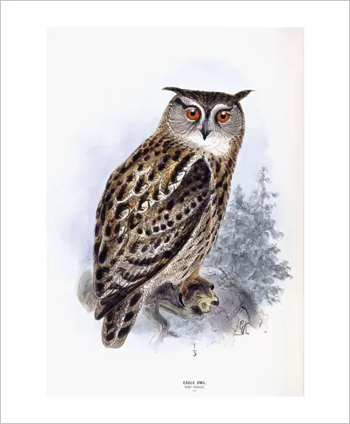 Eagle Owl (Bubo Ignavus), 1871-1896 (hand-coloured engraving)