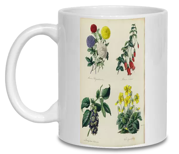 English Flower Garden: Minima Chrysanthemums, Mitraria coccinea, Lardizabala biternata, Viola pyrolaefolia (colour litho)