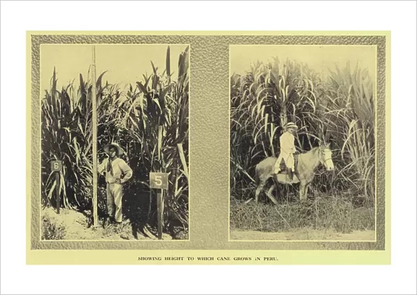 Sugar cane cultivation in Peru (b  /  w photo)