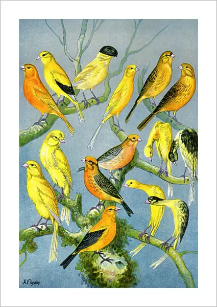 Illustration of the different varieties of domestic canaries, c. 1890 (litho)