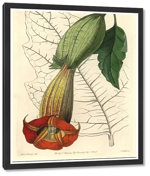 Brugmansia ecarlate or trumpet of angels ecarlate, native of South America - Strong water by S. Watts from an illustration by Sarah Anne Drake (1803-1857), from the Botanical Register, 1834, by Sydenham Edwards (1768-1819) - Red angels trumpet