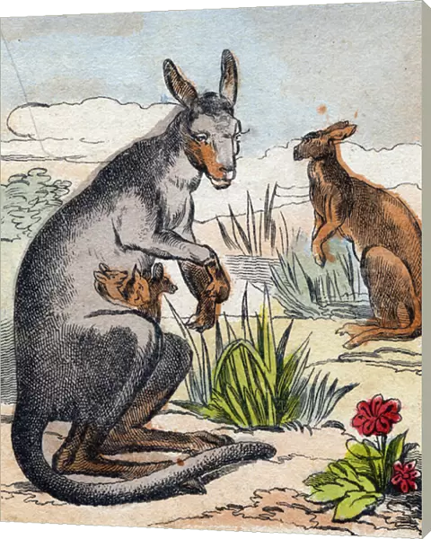 Kangaroo. Engraving in 'Buffon Alphabet des Animaux'. 3rd Series N 1