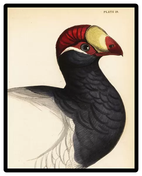 Head of the violet turaco, Violet plantain eater, Musophaga violacea