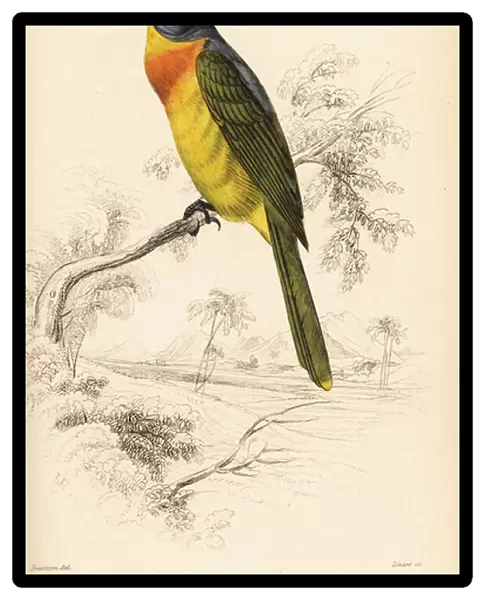 Orange-breasted bushshrike or sulphur-breasted bushshrike, Chlorophoneus sulfureopectus