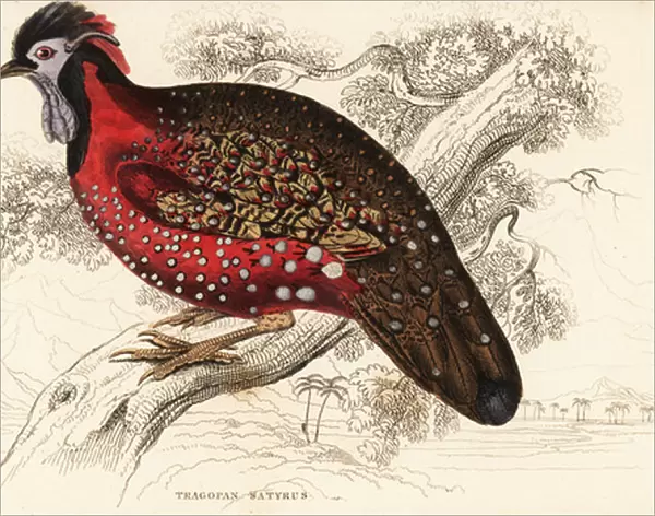 Satyr tragopan or crimson horned pheasant, Tragopan satyra (Nepaul tragopan, Tragopan satyrus)