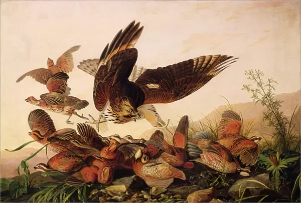 Red-Shouldered Hawk Attacking Bobwhite Partridges, 1827 (oil on canvas)