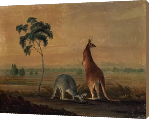 Kangaroos in a landscape, c. 1819