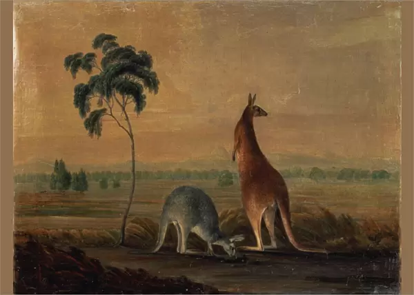 Kangaroos in a landscape, c. 1819