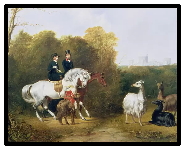 Queen Victoria (1819-1901) and Prince Albert (1819-61) Viewing the Llamas in the House